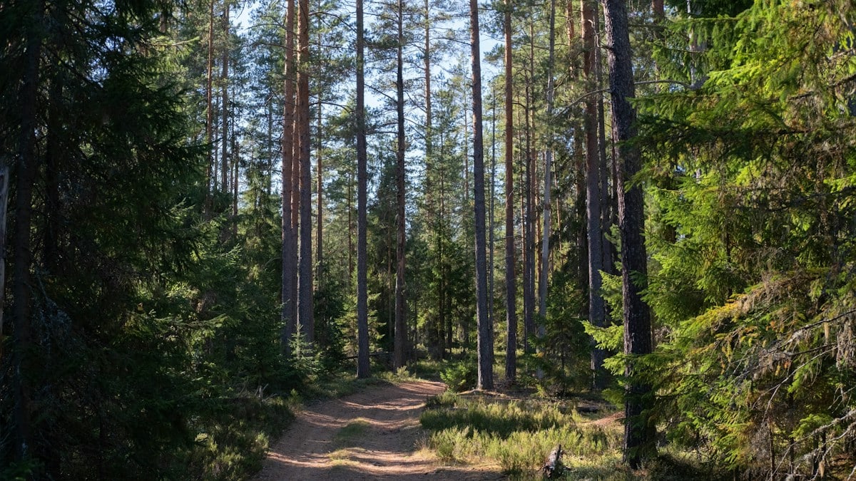A sunlit forest path winding through tall trees